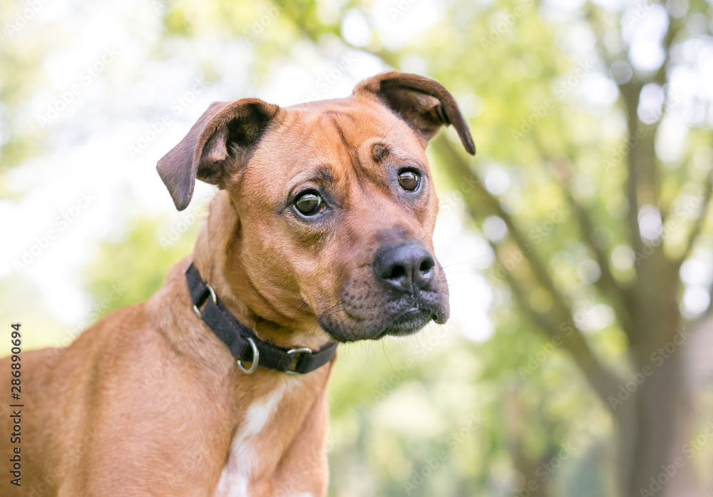A young Boxer / Terrier mixed breed dog with floppy ears, listening with a head tilt