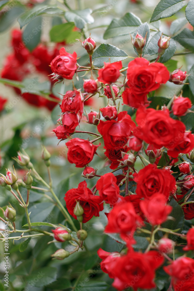 Fototapeta premium red flowers of a garden rose on a Bush close-up