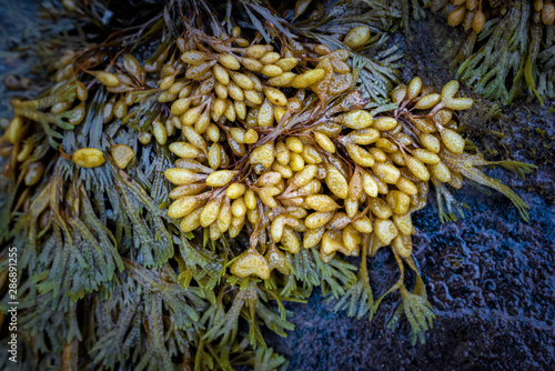 Fucus. Seaweed on the littoral of the White Sea on the Tersky coast in the Murmansk region. Russia. August 2019