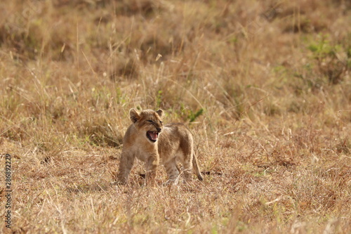Lion cub roaring, Masai Mara National Park, Kenya.