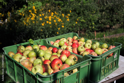 A crate of apples at the granfather's home garden