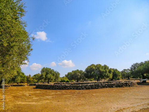 Olive grove near the Santa Cristina fountain sanctuary and the little houses called Muristenes or Cumbessias , near Paulilatino, Province of Oristano, Sardinia, Italy photo