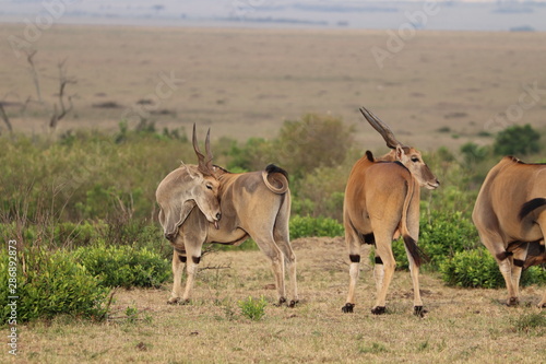 Group of elands, Masai Mara National Park, Kenya.