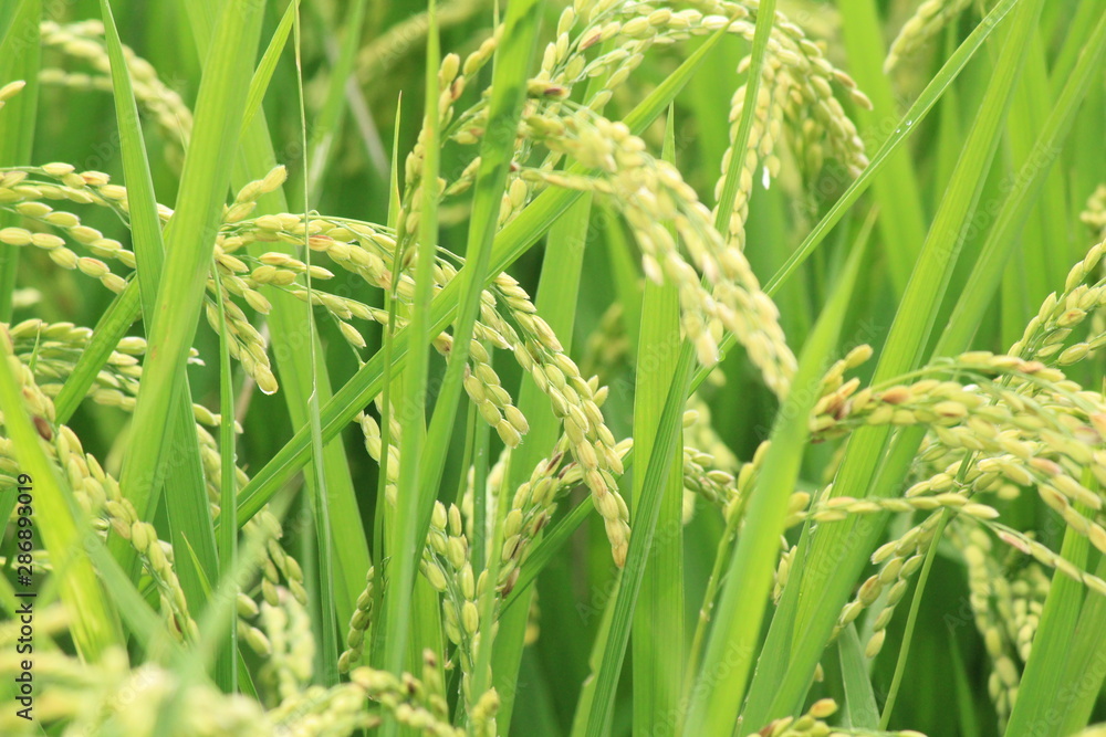 松崎町　夏の田んぼの風景