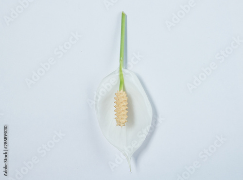a Spathiphyllum flower. on white background