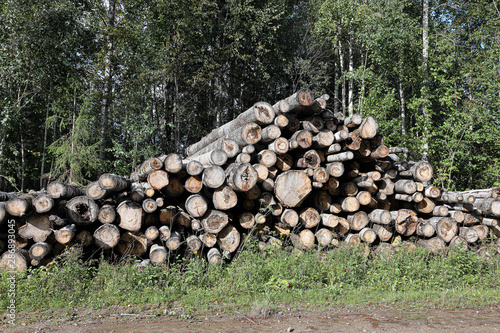 Trunks of felled trees are prepared for transportation on a timber truck