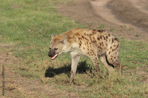 Spotted hyena walking  Masai Mara National Park  Kenya.