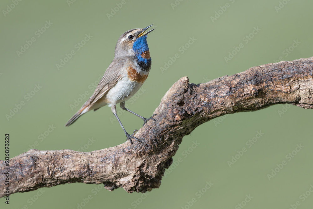 A small, brightly colored bird of the far north, the Bluethroat  (Luscinia svecica) - obrazy, fototapety, plakaty 
