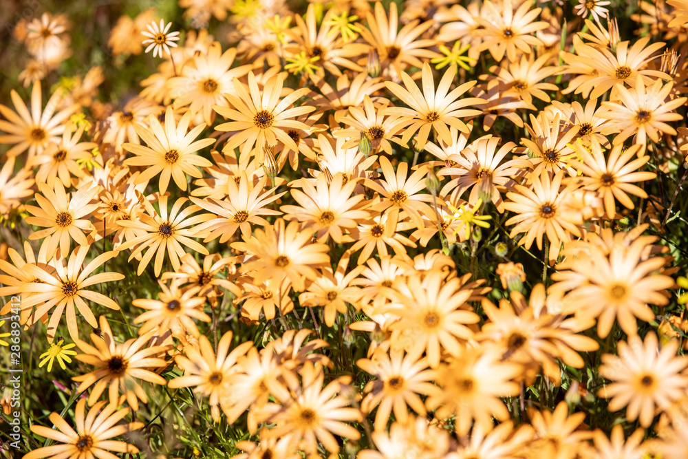 Wild Flowers at the Cederberg Mountains, Western Cape Wild Flowers at the Cederberg Mountains, Western Cape
