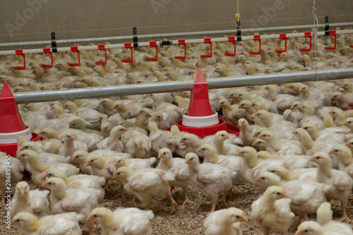 Chicklets. Chickenbarn. Stable. Poultry. Farming