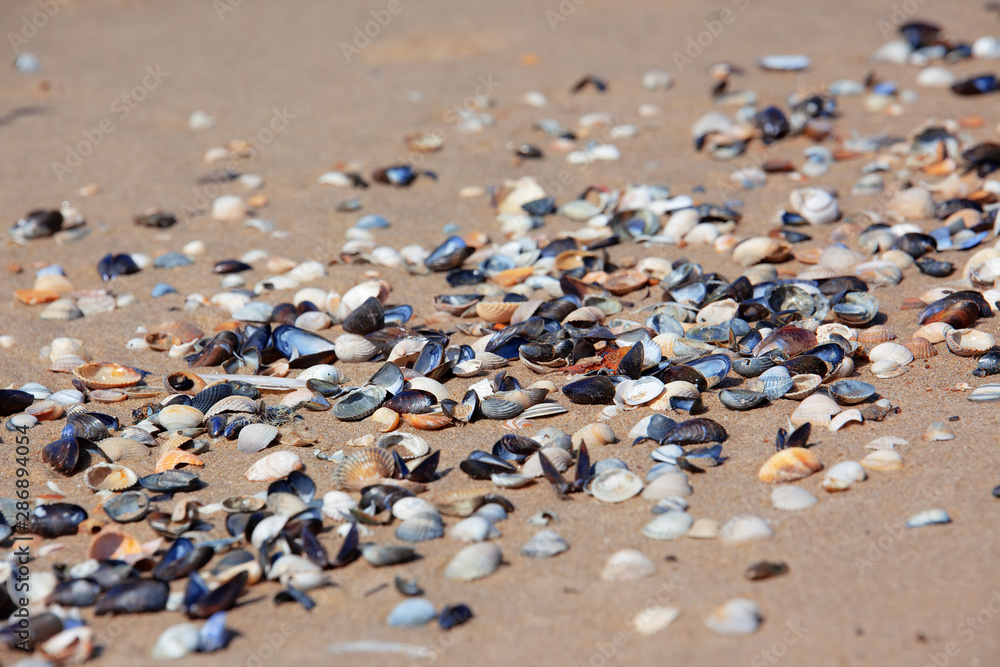Verschiedene arten Muscheln liegen verstreut auf dem Sand