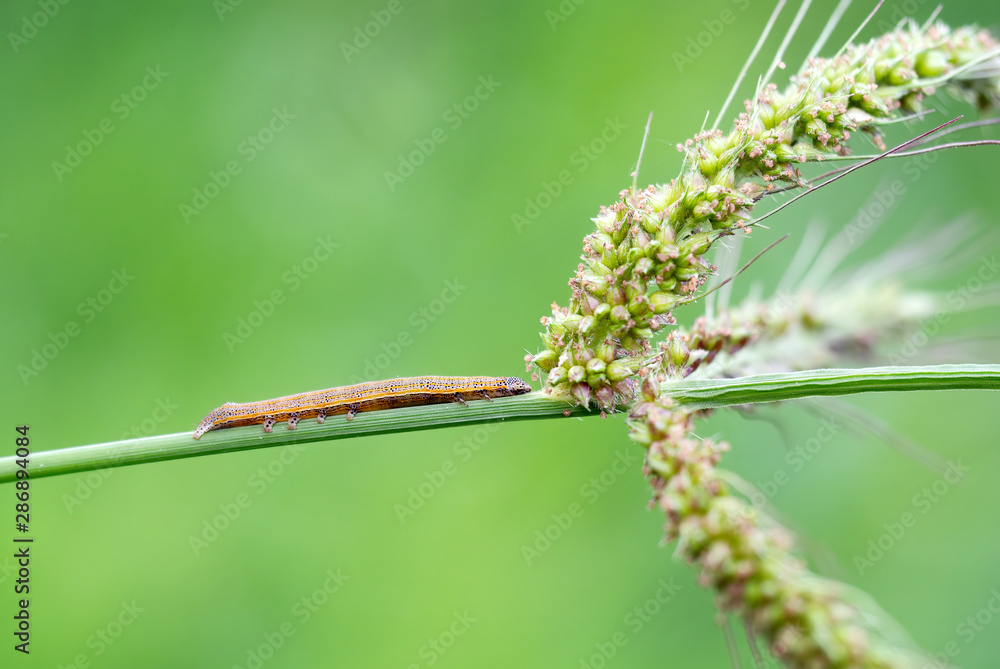 Fototapeta premium Aedia leucomelas caterpillar. Noctuidae. Aka The Eastern Alchymist, Sweet Potato Leaf Worm or Sorcerer moth.