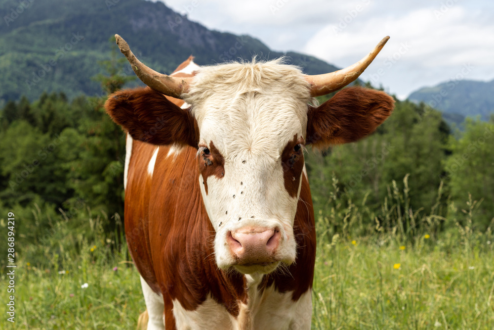cow in a field top view background with copy space for your text. Flat lay.