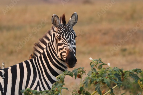 Zebra face  Masai Mara National Park  Kenya.
