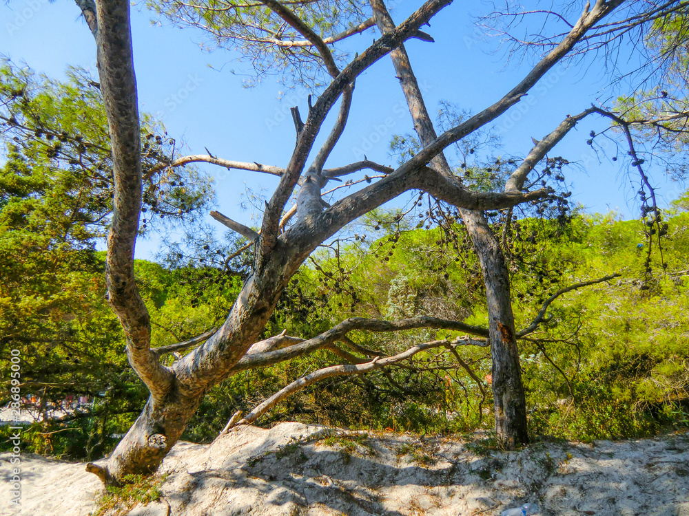 Maritime Pine (pinus pinaster) forested landscape in Sardinia Maritime Pine (pinus pinaster) forested landscape in Sardinia