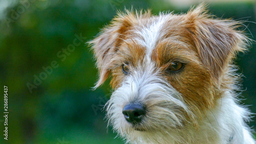 Jack Russell Terrier outdoors close up portrait