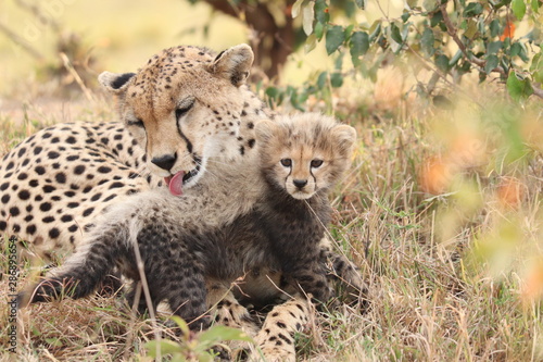 Cheetah groominh her cub, Masai Mara National Park, Kenya.