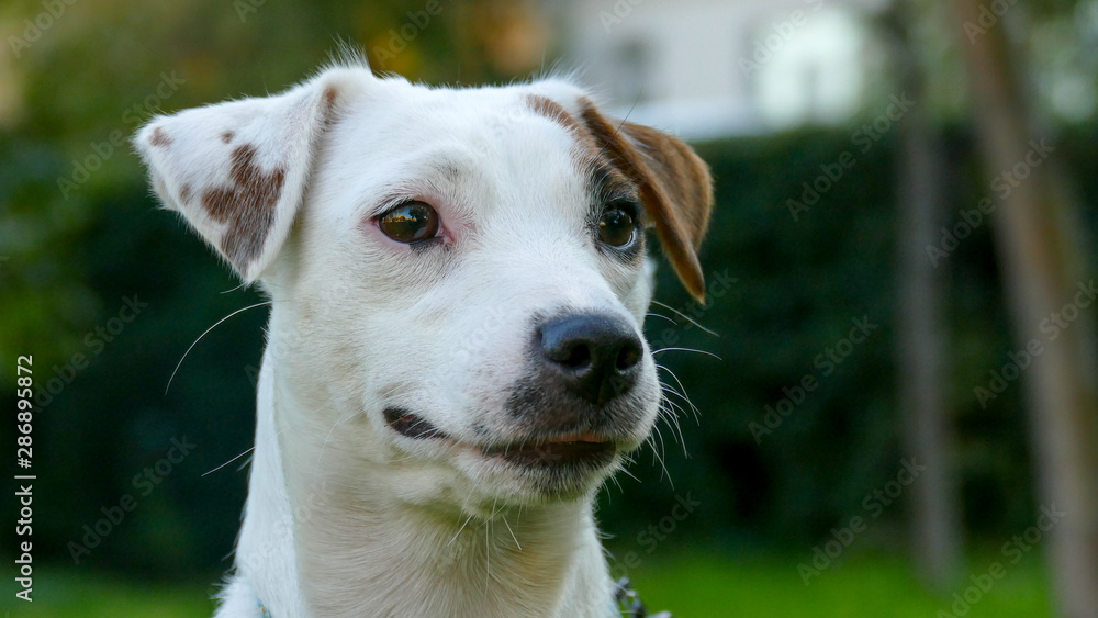 Jack Russell Terrier, Outdoors close up portrait.