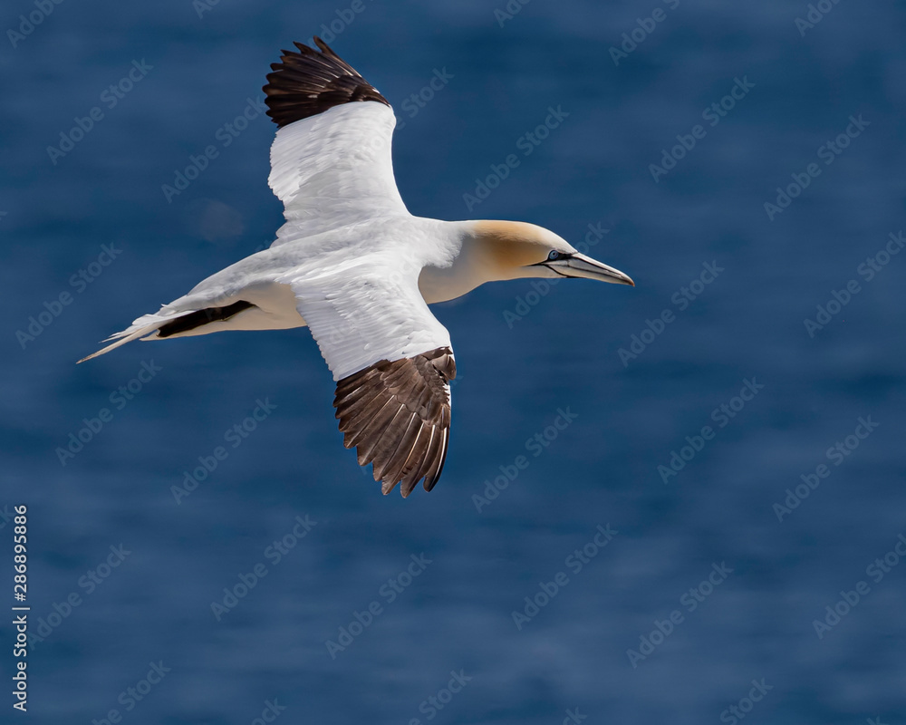 Obraz premium Northern Gannets