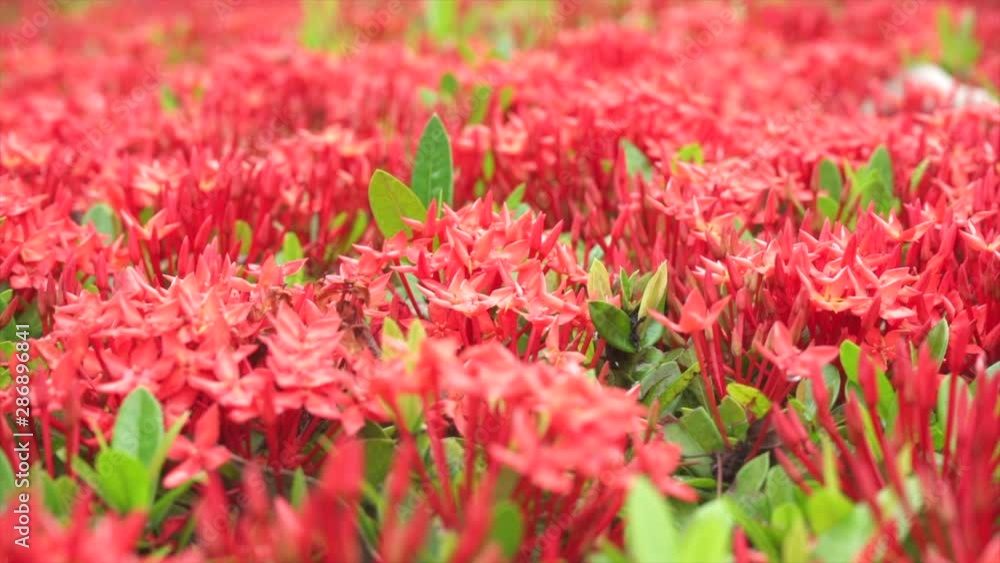 Bees are flying and eating pollen from ixora on a nature background. Bees are flying and eating pollen from ixora on a nature background.