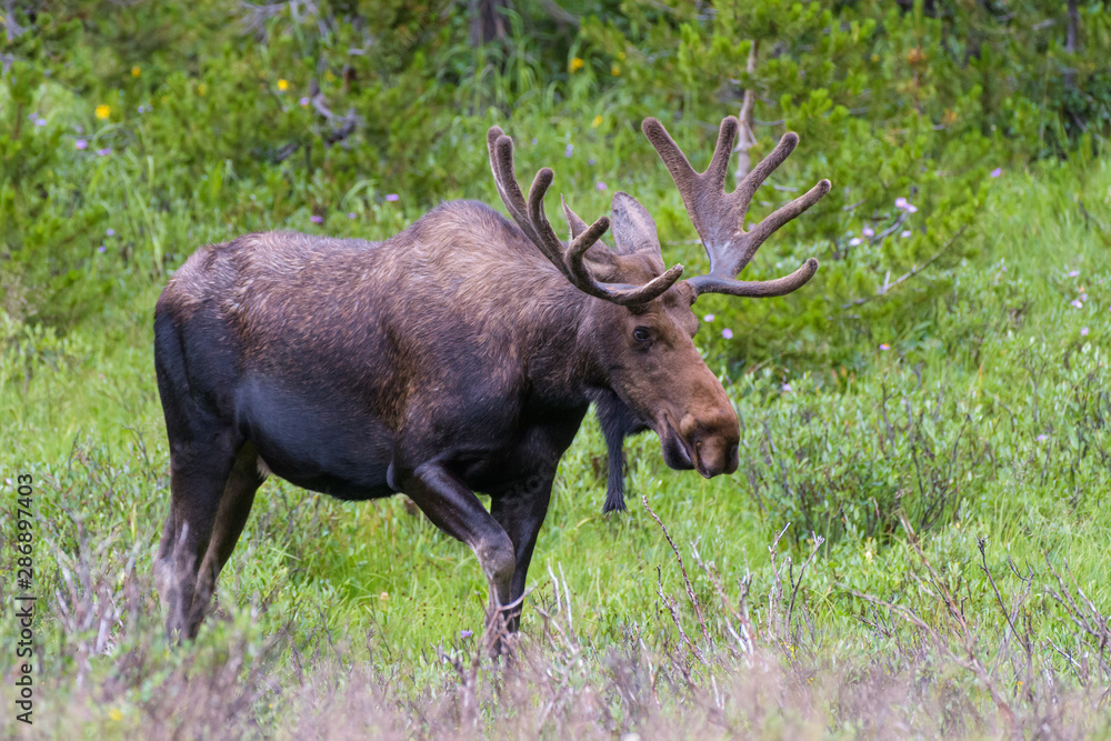 Shiras Moose in the Rocky Mountains of Colorado Shiras Moose in the Rocky Mountains of Colorado