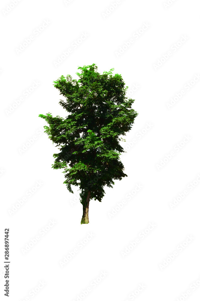 Fototapeta premium the brown tree with branch and green leaves on white background isolated