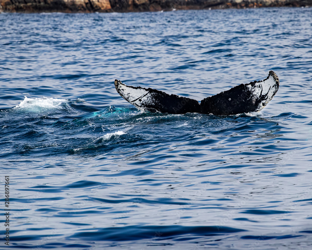 Fototapeta premium Whales