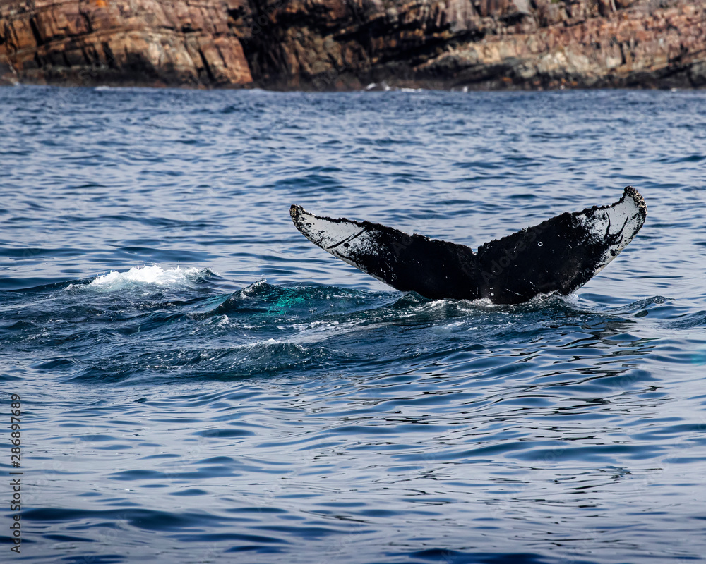 Obraz premium Whales