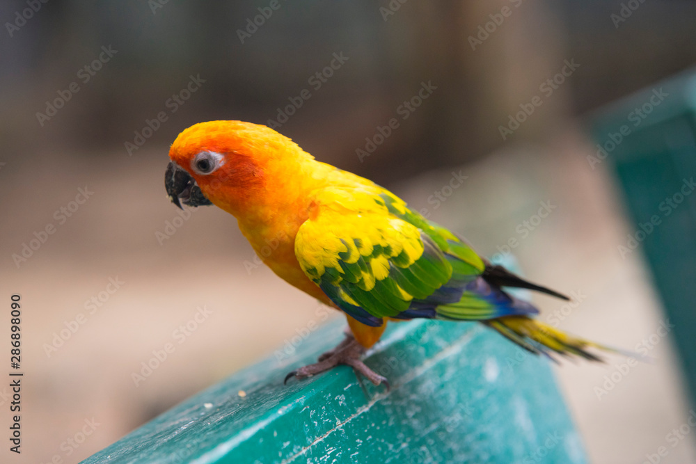 Beautiful Sun Conure Parrot bird