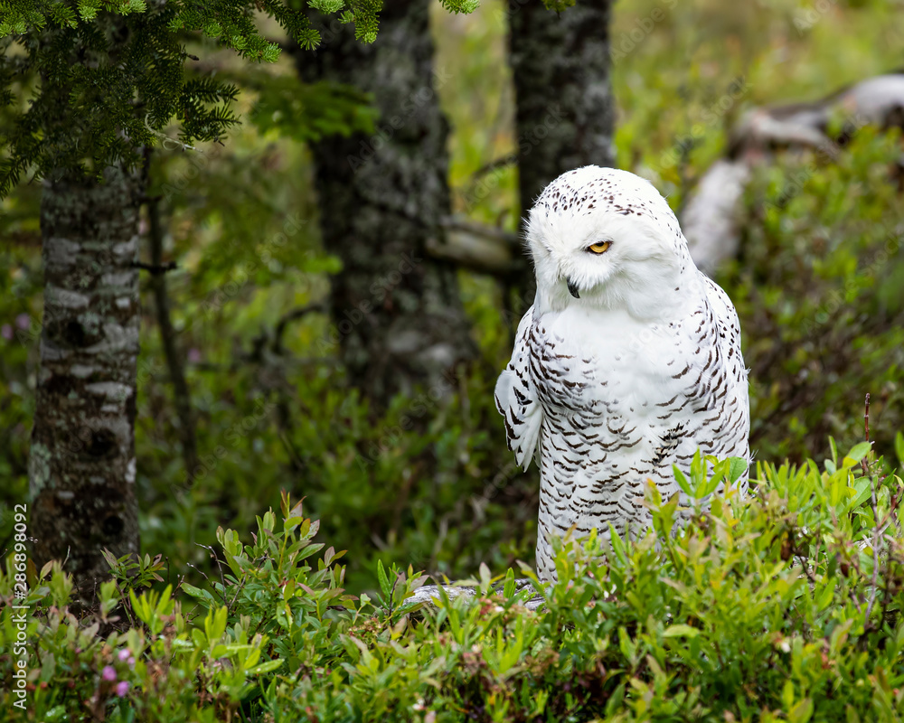 Fototapeta premium Snowy Owl