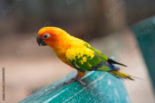 Beautiful Sun Conure Parrot bird