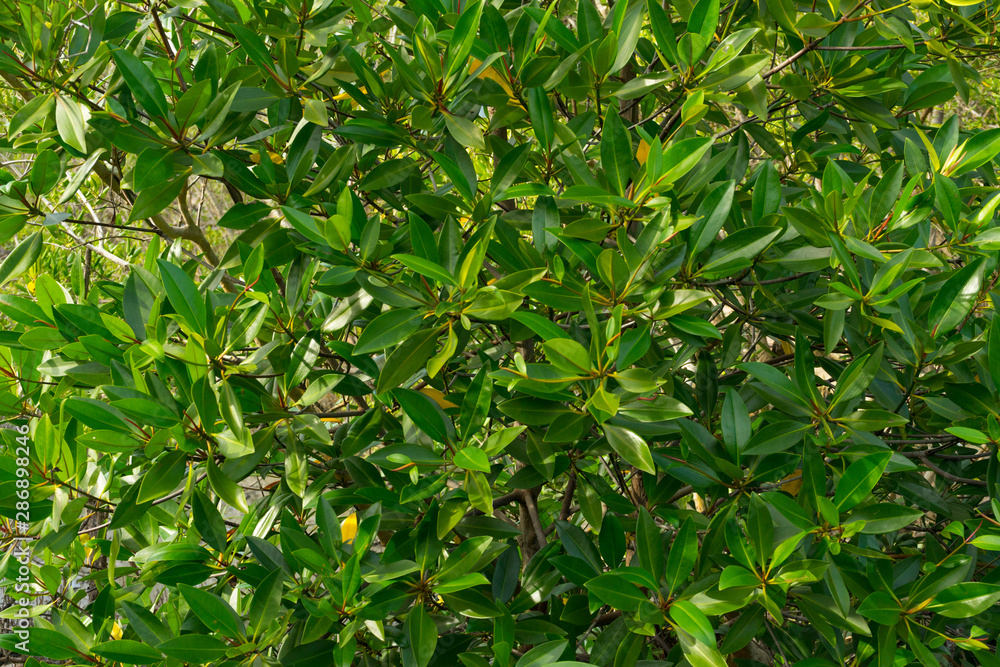Aegiceras cornicalatum grow at mangrove forest. Aegiceras cornicalatum grow at mangrove forest.