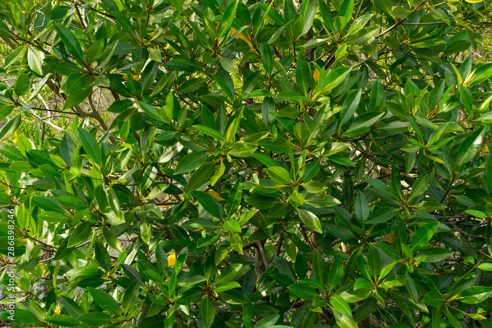 Aegiceras cornicalatum grow at mangrove forest.