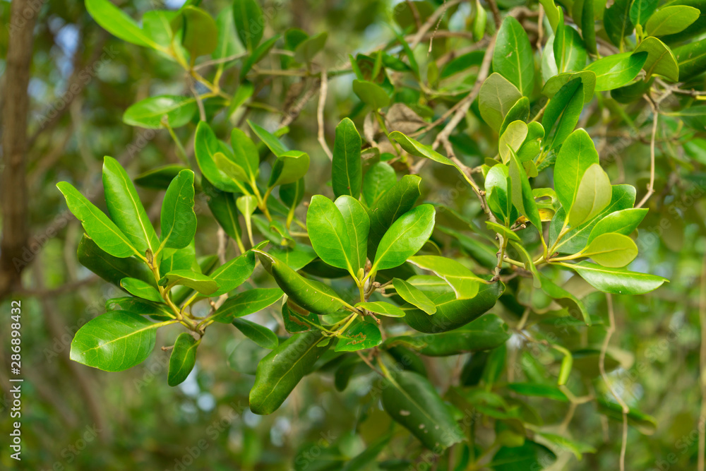 Aegiceras cornicalatum grow at mangrove forest. Aegiceras cornicalatum grow at mangrove forest.