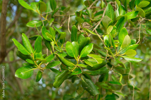 Aegiceras cornicalatum grow at mangrove forest.