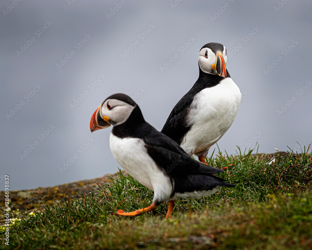 Naklejka premium Puffiins