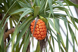 Pinapple plant with young fruit