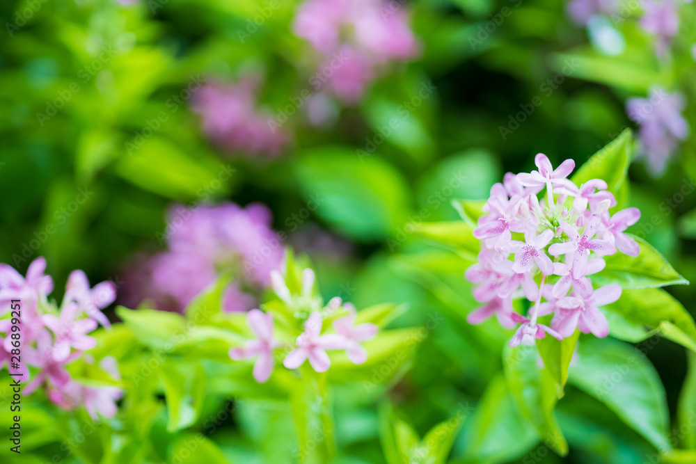 Purple flowers and leaf Summer background close up Purple flowers and leaf Summer background close up
