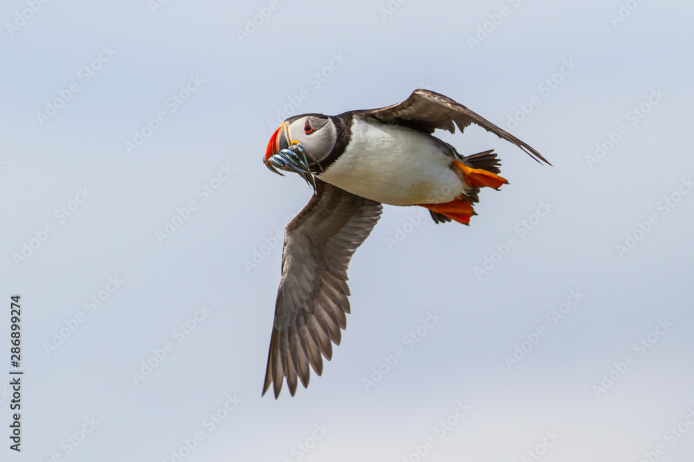 Obraz premium Atlantic Puffin flying with Sand Eel in his beak at the Farne Islands in North Waest England in the United Kingdom