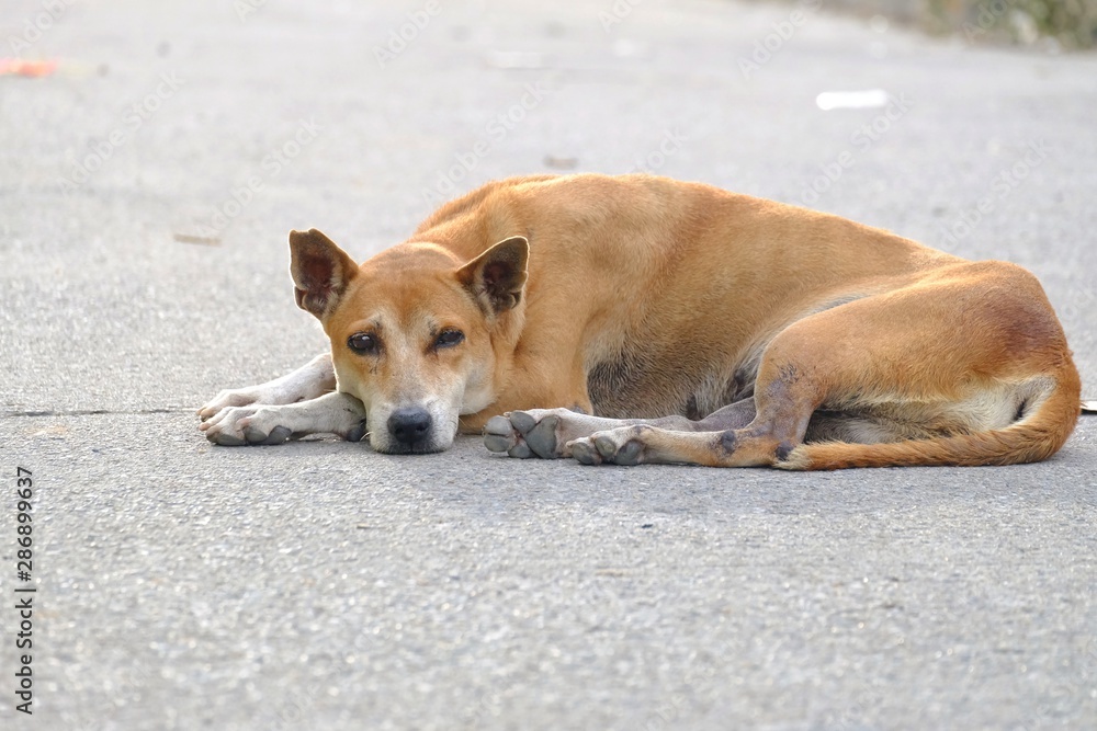 Dog sleep on floor clearance