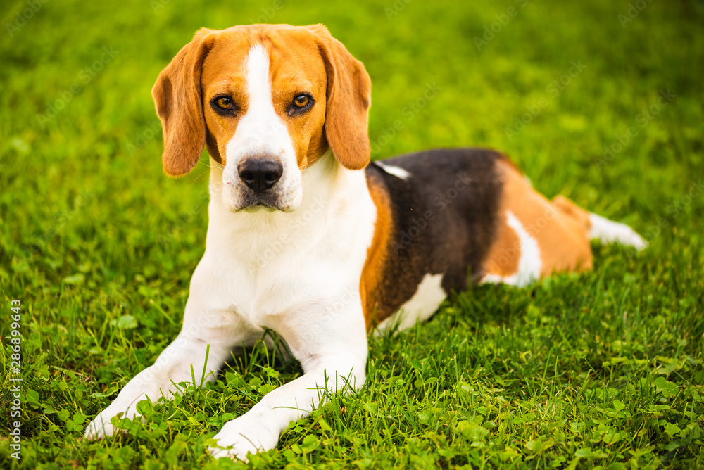 Beagle dog lying down on grass. Canine background. Copy space