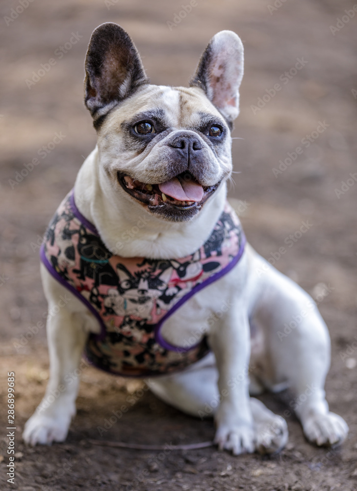 Pied French Bulldog Female Portrait. Off-leash Dog Park in Northern California.
