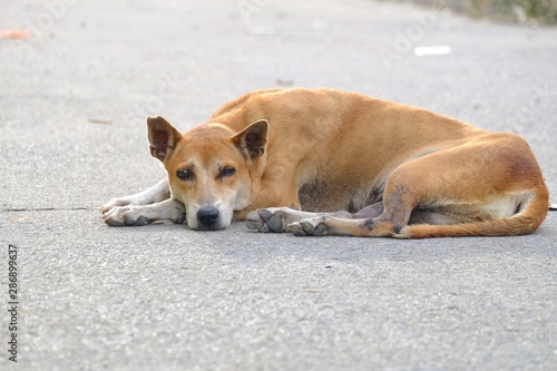 A brown white Thai dog sleeping on a road ground floor with pavement background in outdoor place