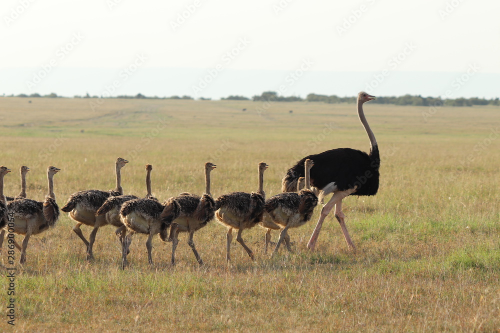 Naklejka premium Ostrich mom and her babies, Masai Mara National Park, kenya.