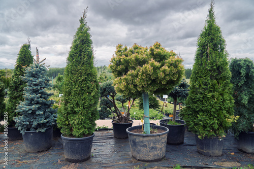 Coniferous trees in pots standing in a row in the outdoor garden nursery shop