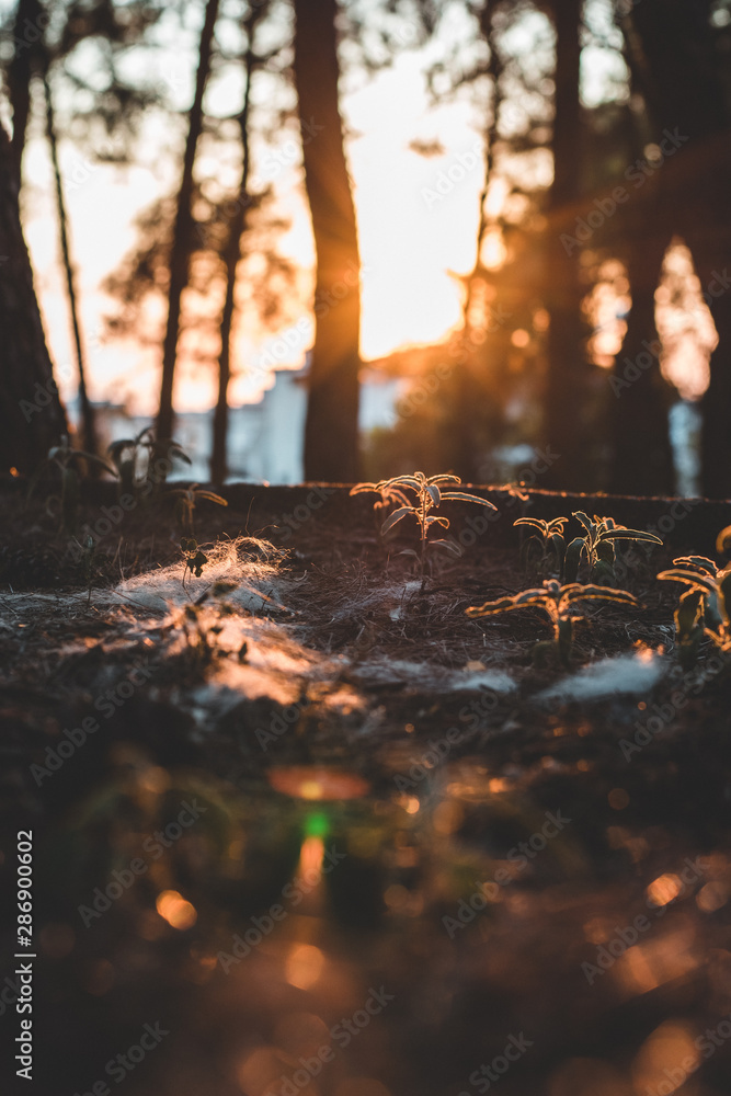 Nature Nature