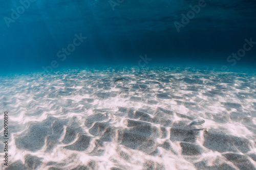 Tropical blue ocean with sandy bottom underwater in Hawaii