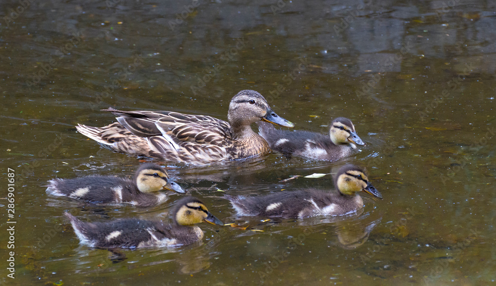 Beautiful female Mallard wild duck (Anas platyrhynchos, Anatidae) with ducklings in waters of a lake.Selective focus. Beautiful female Mallard wild duck (Anas platyrhynchos, Anatidae) with ducklings in waters of a lake.Selective focus.