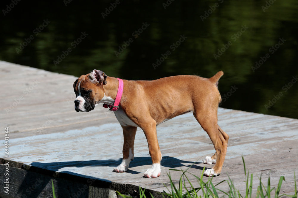 Purebred Boxer Puppy dog standing on a dock looking into the water at fish.