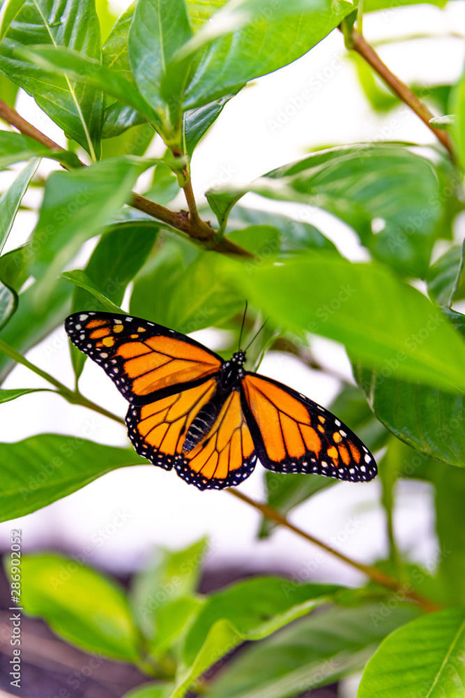 Monarch butterfly moments after emerging from its chrysalis Monarch butterfly moments after emerging from its chrysalis